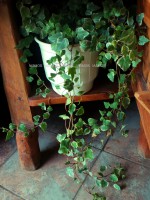 /album/%cf%86%cf%85%cf%84%ce%ac/fito-11-jpg1/